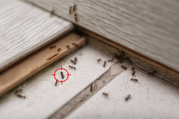 Pest Prevention Services in Donna, TX