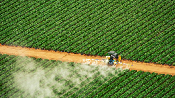 Best Pest Removal Services  in Donna, TX