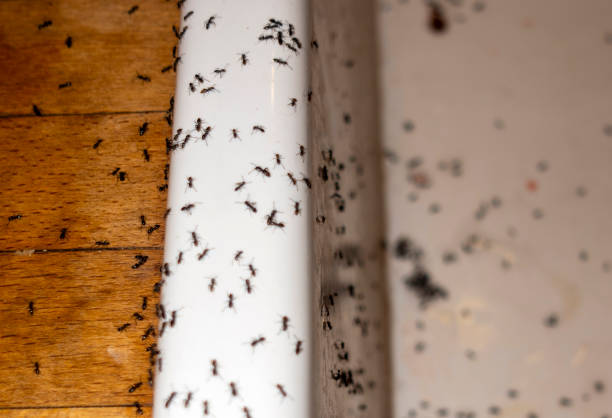 Professional Pest Control in Donna, TX
