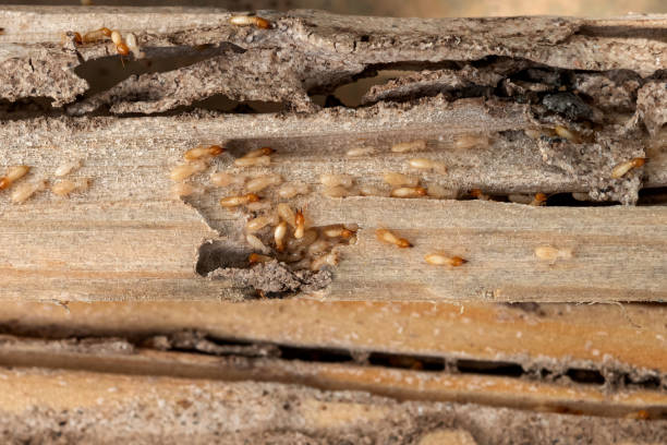 Best Affordable Pest Control Services  in Donna, TX